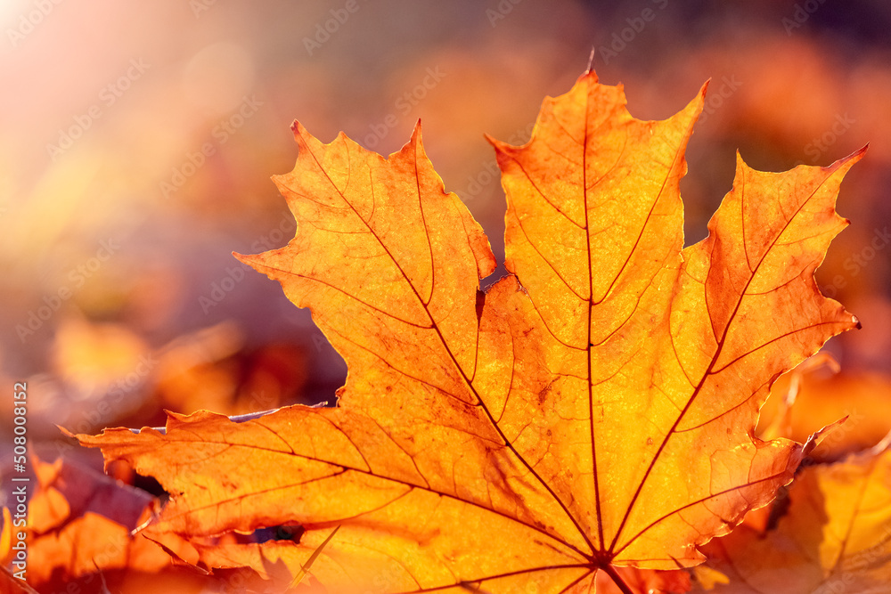 Orange maple leaf on the ground in the sun rays. Autumn leaves