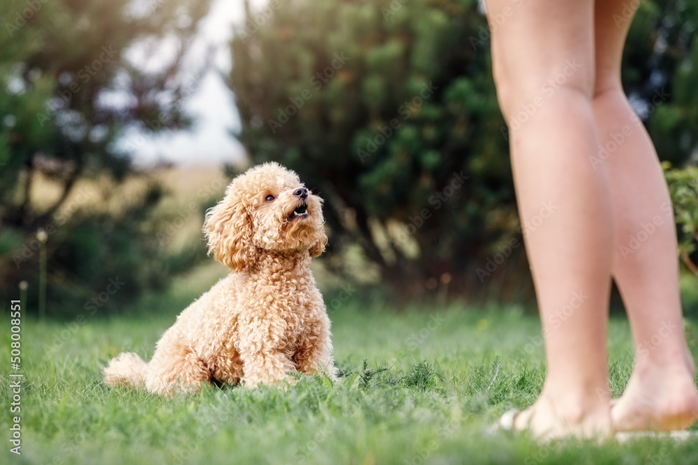 Brown cute poodle puppy sitting on the grass, looking up and waiting her team. Pet owner train his dog poodle in the park. Brown cute poodle puppy sitting on the grass, looking up and waiting her team. Pet owner train his dog poodle in the park.