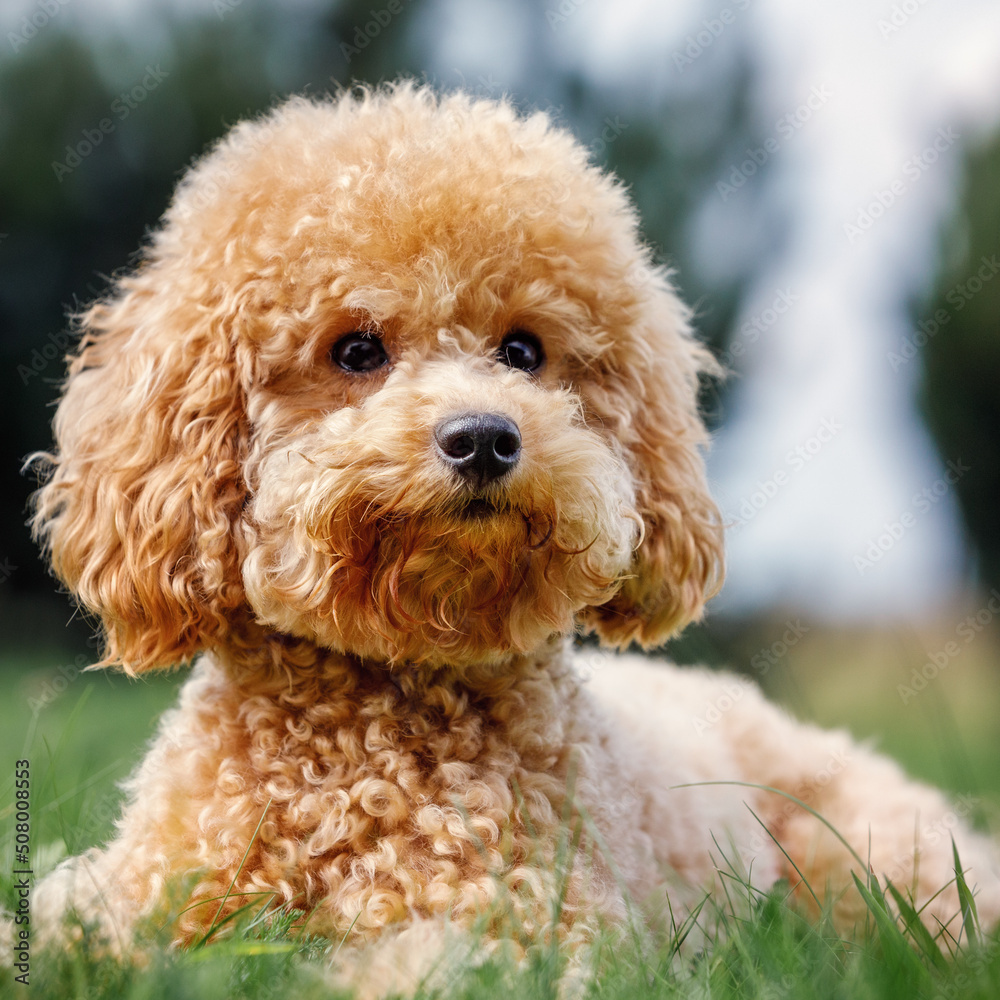Close up portrait of small apricot colour curly poodle on the grass. Adorable pet in nature. The puppy poses for the camera and smiles. Square photo Close up portrait of small apricot colour curly poodle on the grass. Adorable pet in nature. The puppy poses for the camera and smiles. Square photo