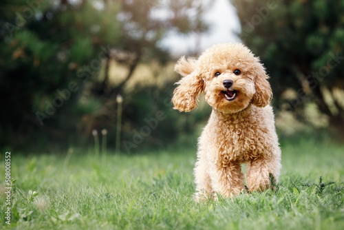 A smiling little puppy of a light brown poodle in a beautiful green meadow is happily running towards the camera. Cute dog and good friend. Free space to copy text photo