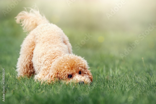 Quadro em tela A cute little poodle was playing on the lawn on a sunny day, the dog found something in the grass, he sniff it curiously