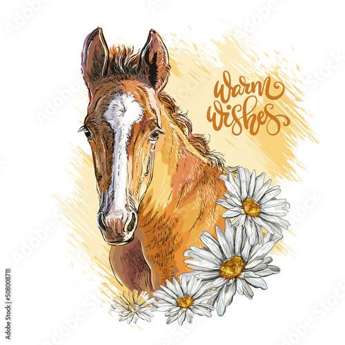 Portrait of a foal and chamomiles vector hand drawn illustration
