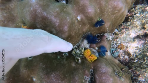 Underwater video of hidden Christmas Tree Worms or Spirobranchus giganteus in coral reef of Gulf of Thailand. Man hand touch colorful christmas tree worms growth on a coral. Wildlife deep ocean. Pov photo