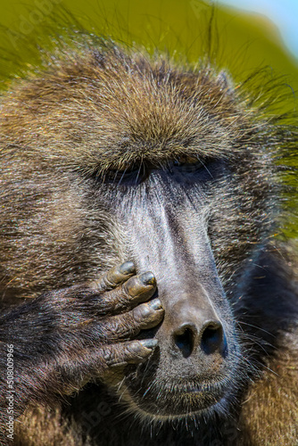 Obraz na płótnie Baboon 