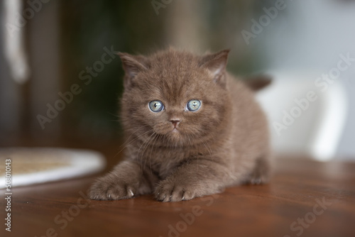 Edle Britisch Kurzhaar Kitten - imposant in seltenenen Farben © Wabi-Sabi Fotografie