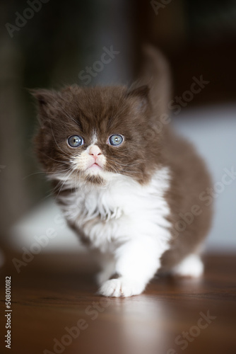 Niedliche Britisch Kurzhaar Katzen Babys © Wabi-Sabi Fotografie