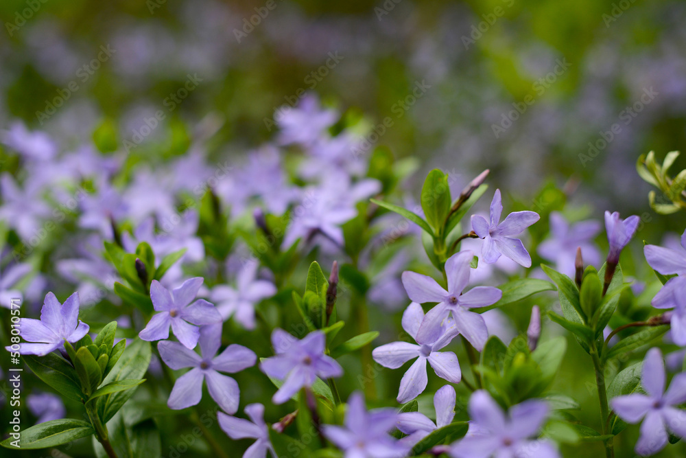 Myrtle flowers, creeping myrtle. Blue flowers on a meadow soft focus, blurred background. Vinca minor, lesser periwinkle flowers Myrtle flowers, creeping myrtle. Blue flowers on a meadow soft focus, blurred background. Vinca minor, lesser periwinkle flowers