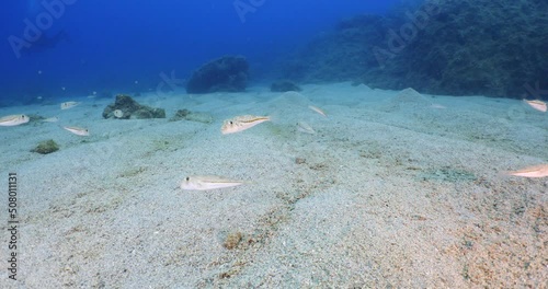 little pufferfish school close up mediterranean sea invasive fish underwater ocean scenery Torquigener flavimaculosus photo