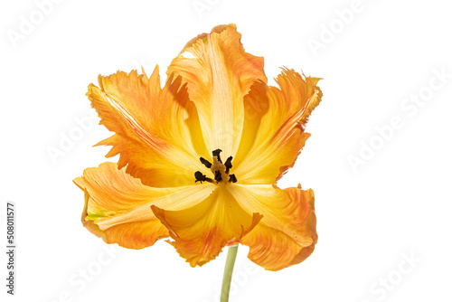 orange tulip on the white #508011577