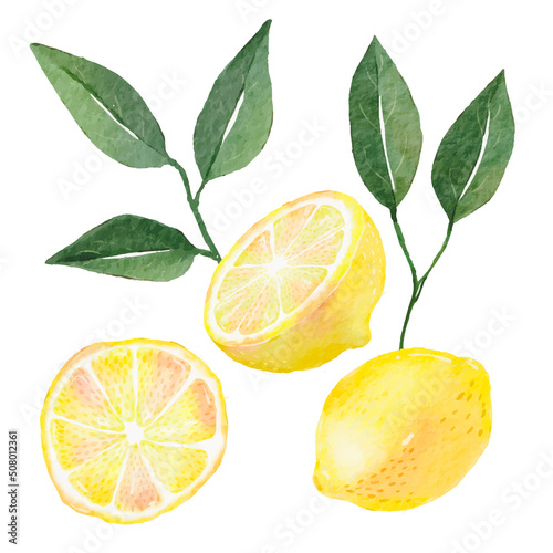 Lemon Watercolor Drawing Illustration