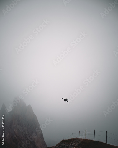 Gracchio alpino dentro alle nuvole photo