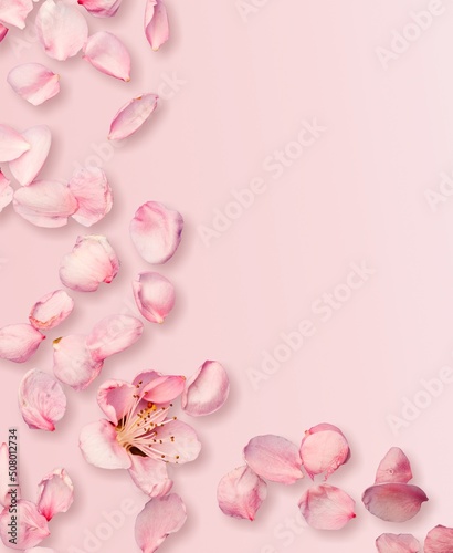 Beautiful pink daisy flower on pink background. Minimalist floral concept.