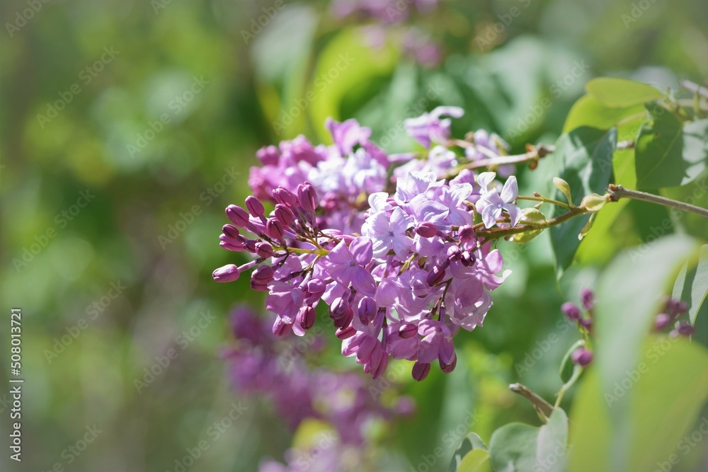 pink lilacs