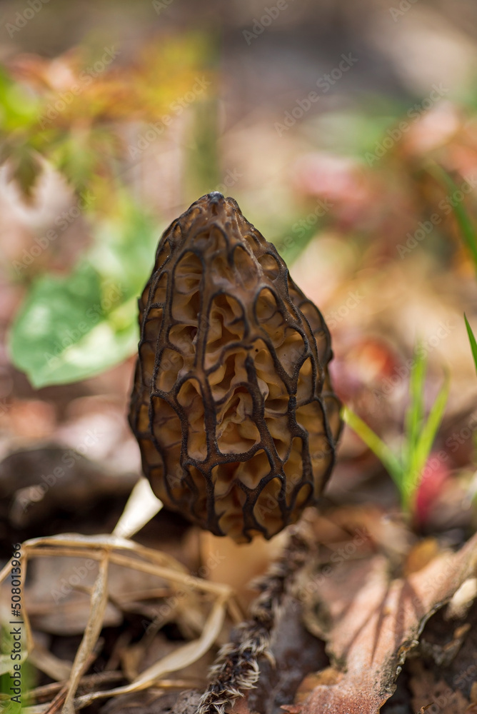 Morel mushrooms grows in forest (Morchella esculenta) Morel mushrooms grows in forest (Morchella esculenta)
