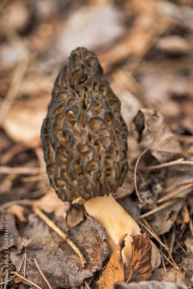 Morel mushrooms grows in forest (Morchella esculenta) Morel mushrooms grows in forest (Morchella esculenta)