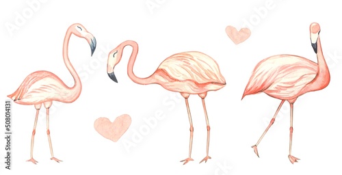 Set of pink flamingos. watercolor illustration