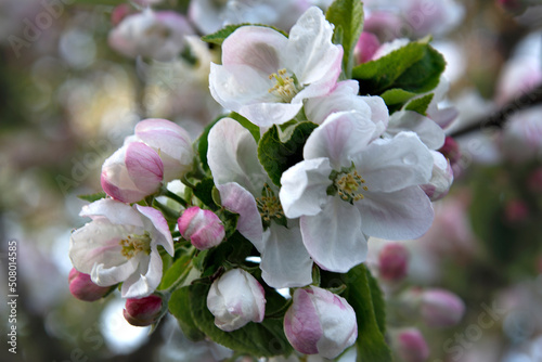 A branch of an apple tree with pink buds on a blurred background