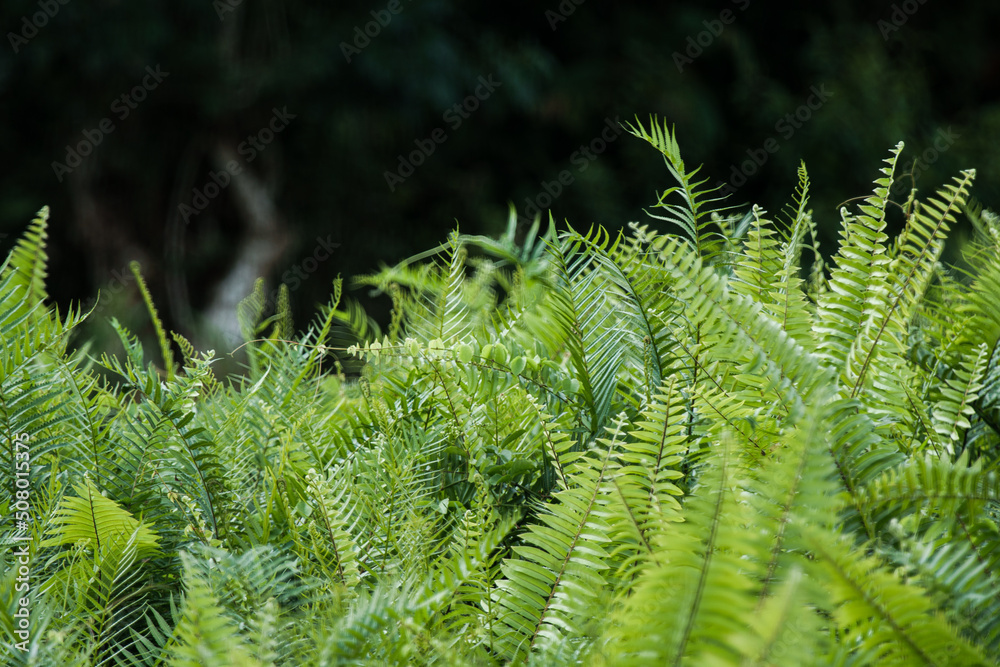 fern leaf in the forest fern leaf in the forest