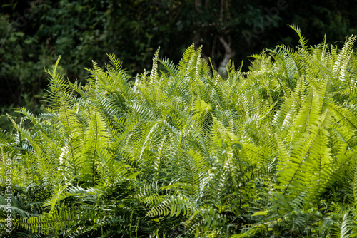 fern in the forest © Irfan M Nur