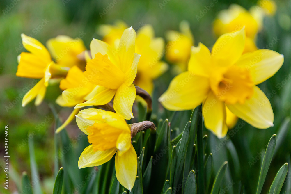 Yellow daffodils in the grass, beautiful flowers. Yellow daffodils in the grass, beautiful flowers.
