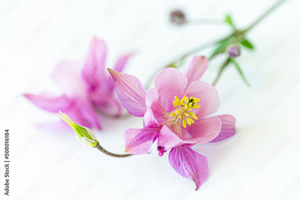aquilegia flower isolated on white background aquilegia flower isolated on white background