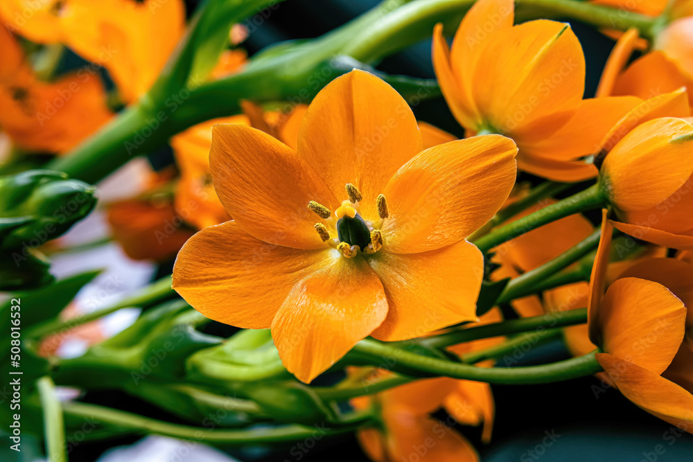Ornithogalum Dubium Sun Star Plan Looks Upward Ornithogalum Dubium Sun Star Plan Looks Upward