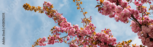 Leinwand Poster bottom view of blooming flowers on pink cherry tree against blue sky, banner