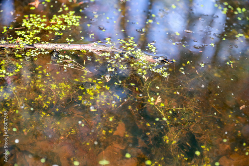  tadpoles in the pond - Image