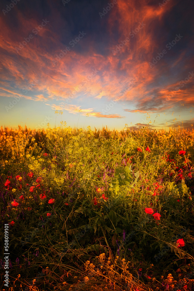 Unique, fantastic landscape. Sunrise over a field with blooming wildflowers
