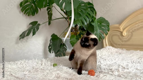 Siamese cat. The cat is playing with a satin rope. Black and white shorthair cat. Care and love for pets. photo