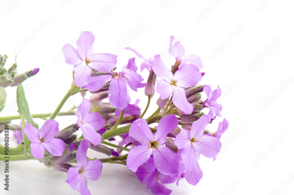 Macro photo blue periwinkle flower, blossoming flowers on isolated white background.