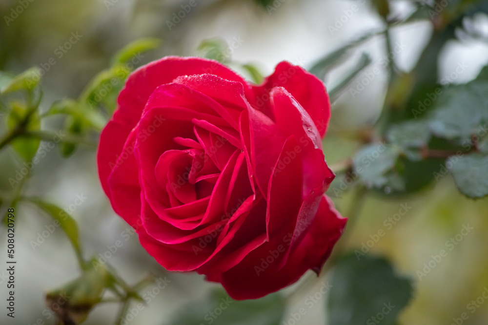 Red Rose with water drops captured in side angle. Red Rose with water drops captured in side angle.