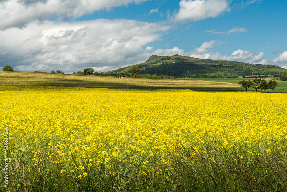 Blooming canola field in the Hegau with view to the Hohenstoffeln, Baden-Wuerttemberg, Germany