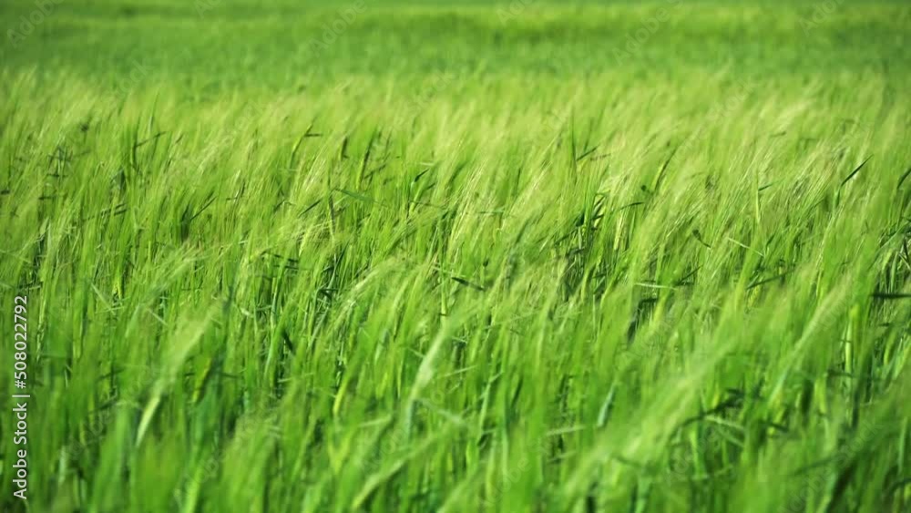 closeup of agricultural field with young green wheat sprouts, bright spring landscape on a sunny day
closeup of agricultural field with young green wheat sprouts, bright spring landscape on a sunny day