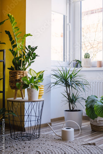 Still life of cozy modern flat with various exotic green plants growing in pots.