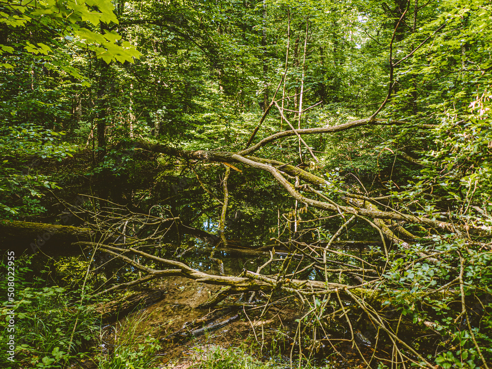 Fototapeta premium Tümpel im Wald