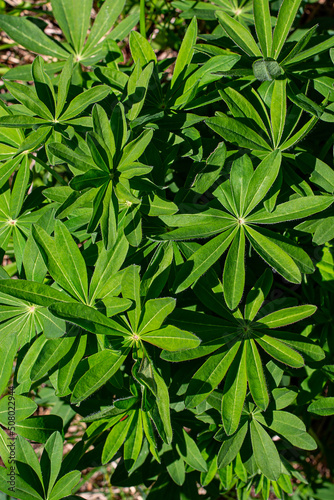 Background of lupine leaves close-up