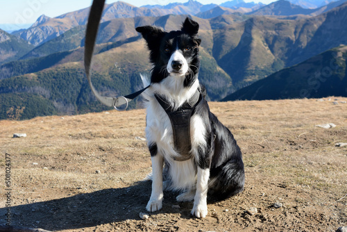Fototapeta Naklejka Na Ścianę i Meble -  Pies Border Collie w tatrach słowackich