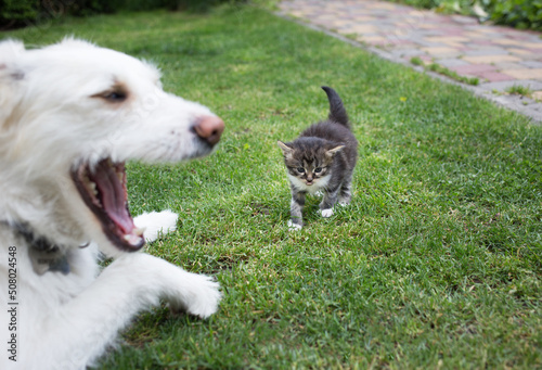 white big dog opened its mouth wide in front of a small kitten walking towards him on the green grass. Unfriendly meeting, rejection, relationship with animals. Live together. Focus on cat