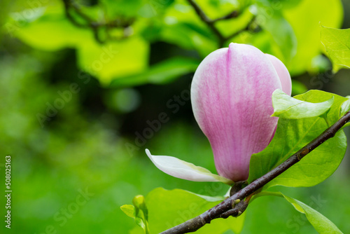 close-up of a pink magnolia flower on a branch with leaves on a blurred green background  spring background