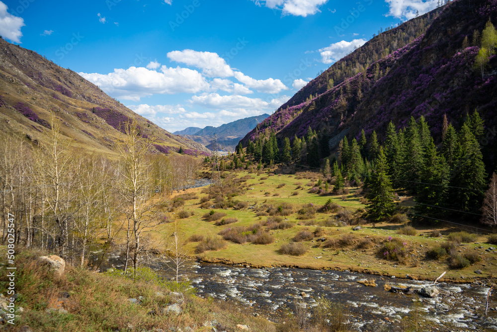 Turbid water of the Chuya river in the Altai Republic, Nature landscape with mountains, river and trees in Russia