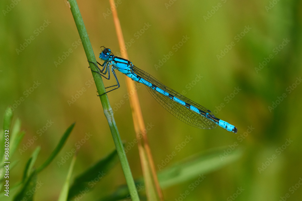 Gemeine Becherjungfer (Enallagma cyathigerum) Männchen Gemeine Becherjungfer (Enallagma cyathigerum) Männchen