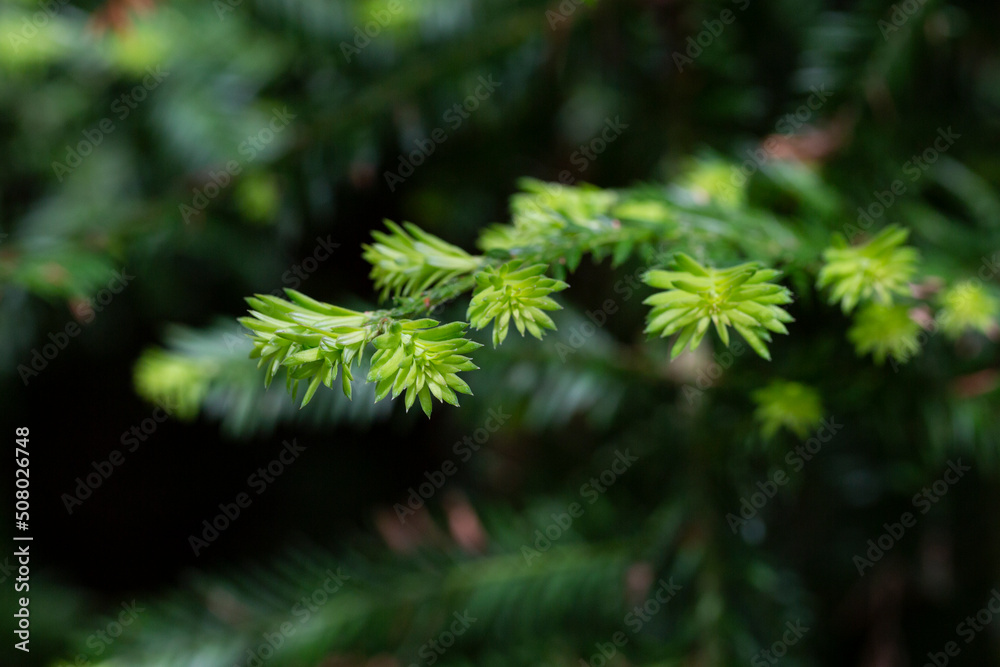 close-up of a sequoia branch in spring. Green coniferous background