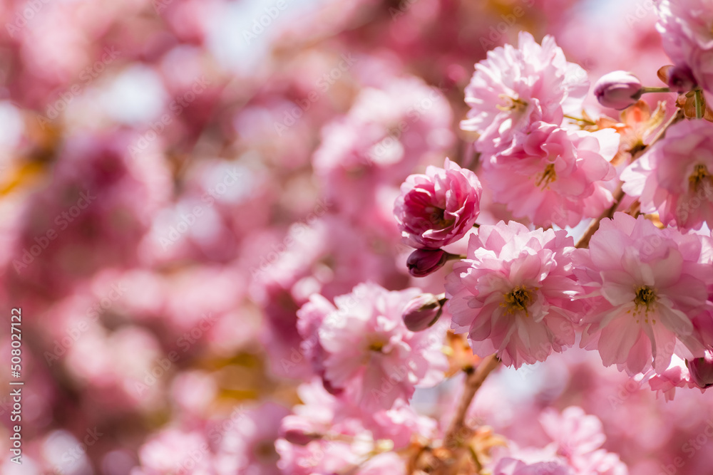 macro photo of pink flowers on branch of blooming cherry tree.