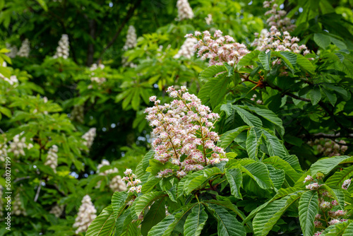 Aesculus hippocastanum,blossom of horse chestnut or conker tree springtime
