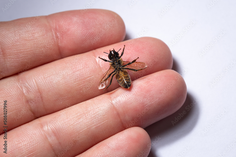 Obraz premium Dead honey bee on fingers. Mass bee deaths, environmental damage, ecological collapse concept.