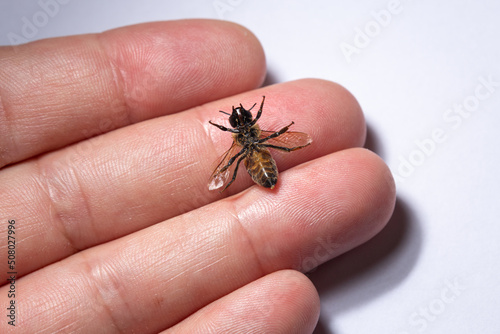 Dead honey bee on fingers. Mass bee deaths, environmental damage, ecological collapse concept.