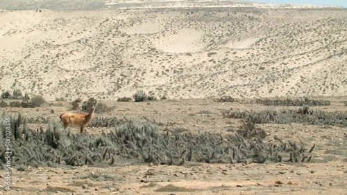 Guanaco Standing Alone In The Middle Of The Atacama Desert. - wide photo