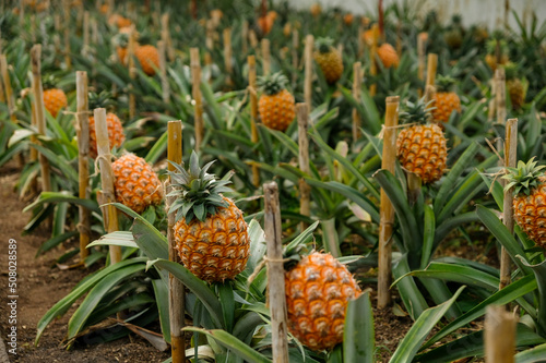 Pineapple fruits in a traditional Azorean greenhouse plantation at São Miguel Island in The Azores