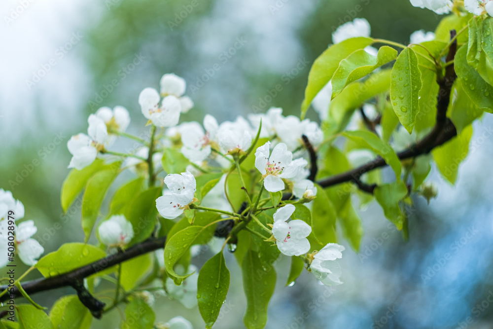 Naklejka premium white flowers of a blooming apple tree on a branch with green leaves and drops after rain